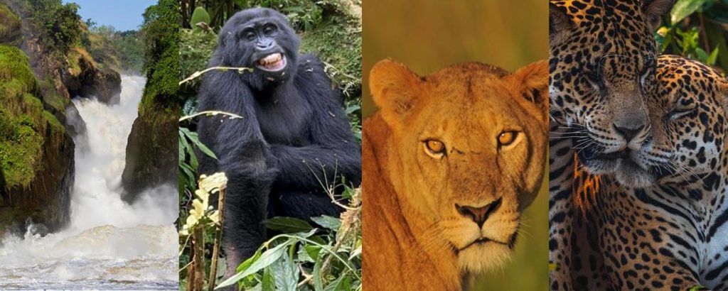 A collage featuring the diverse wildlife of Uganda, including gorillas, chimpanzees, lions, and rhinos against the backdrop of majestic landscapes.- 10-Day Big-7 Gorillas-Chimpanzees