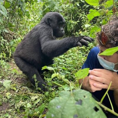 Trekkers observing gorillas in the Bwindi Impenetrable Forest, with chimpanzees in treetops, a distant view of a tree-climbing lion, and the serene Lake Bunyonyi in the backdrop, representing the 12-Day Uganda Gorilla & Chimpanzee Safari adventure.