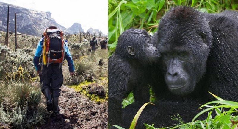 A group trekking in Rwenzori Mountains with a distant view of gorillas and chimpanzees amidst the lush Ugandan wilderness.