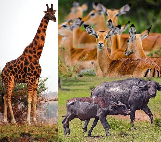 Nocturnal Game Drive Adventure in Lake Mburo