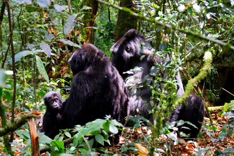 3-days-gorilla-tracking-bwindi