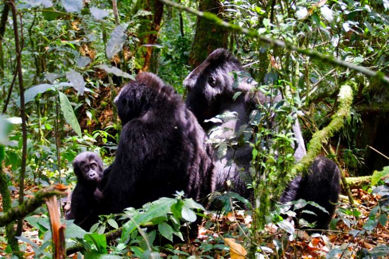 The Nkuringo gorilla family grouping under the canopy of Bwindi Impenetrable National Park.