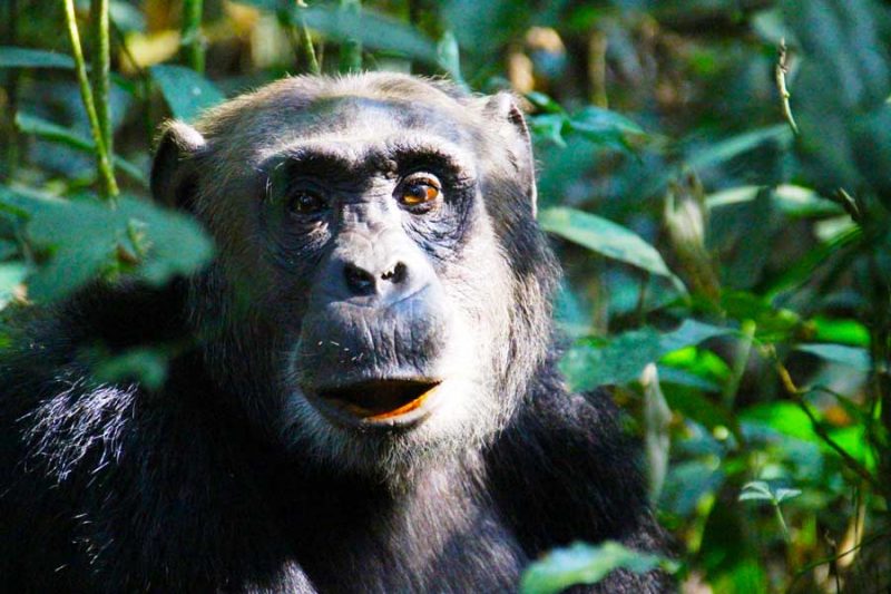 3-Day Chimpanzee Trekking Safari in Kibale Forest, Uganda