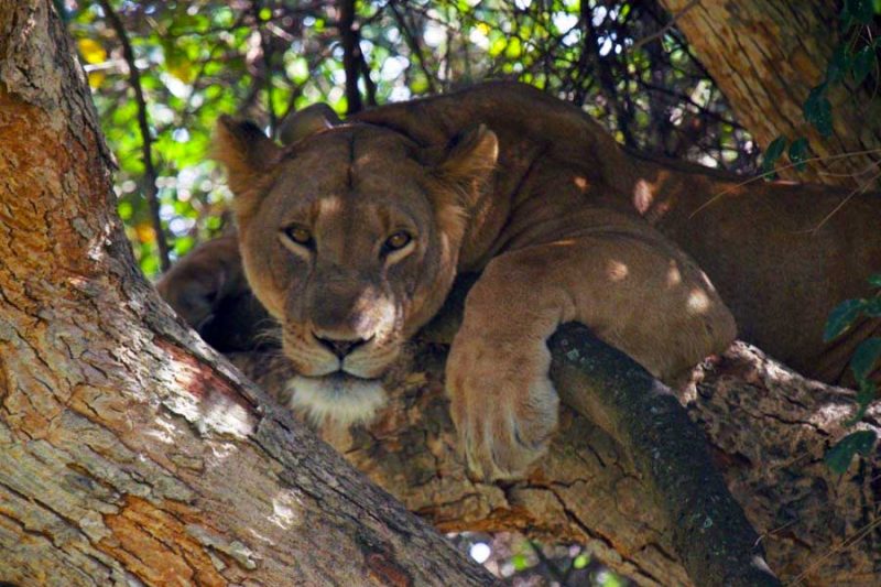 3-days-tree-climbing-lions-safari