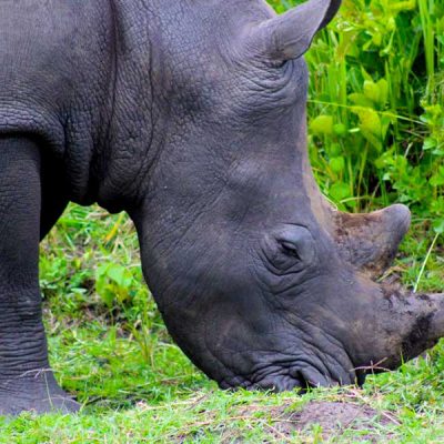 Rhinos in natural habitat at Ziwa Rhino Sanctuary.