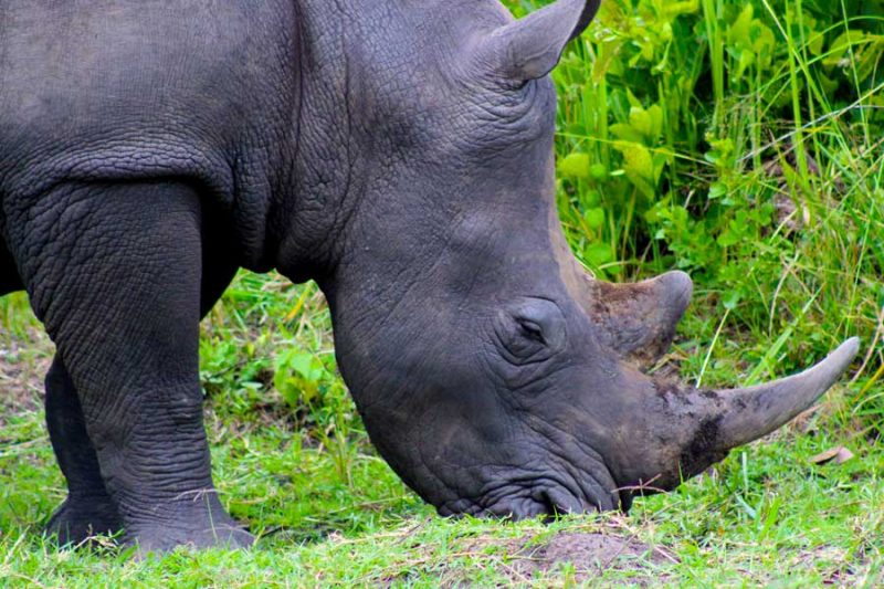 Rhinos in natural habitat at Ziwa Rhino Sanctuary.