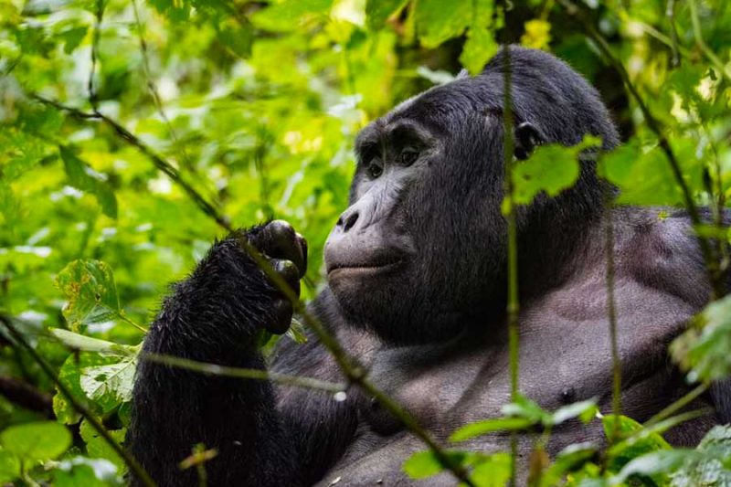 5-days-bwindi-gorilla-tracking-and-wildlife-uganda-safari