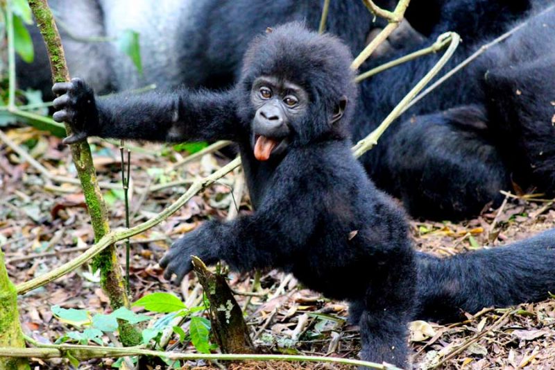 5-days-chimpanzee-and-gorilla-trekking-safari