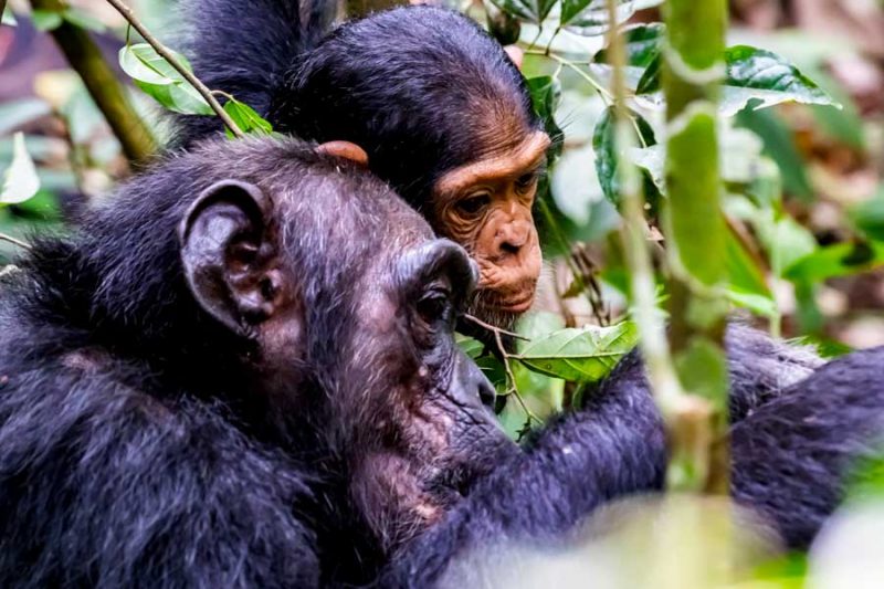 Scenic view of Bwindi Impenetrable Forest on a 5-Day Luxury Gorilla-Chimpanzee Habituation Experience Safari