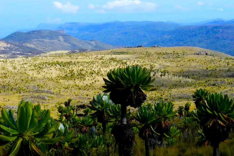 Trekkers ascending the scenic paths of Mount Elgon with the majestic Wagagai peak in the distance.