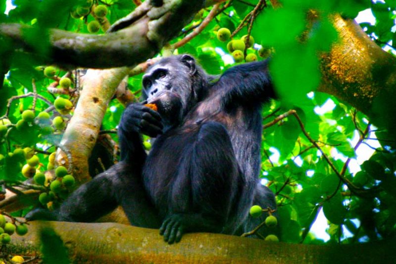 Group of chimpanzees swinging and playing in Kibale Forest