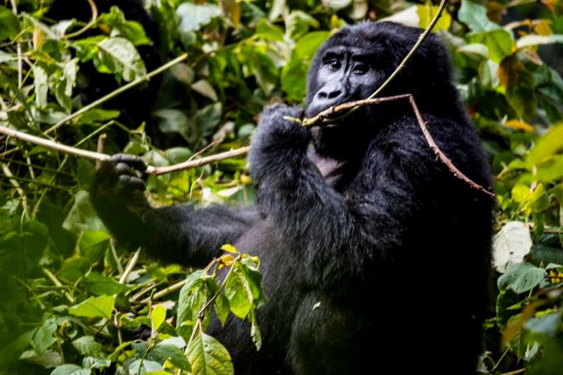 6-days-uganda-gorilla-and-wildlife-safari