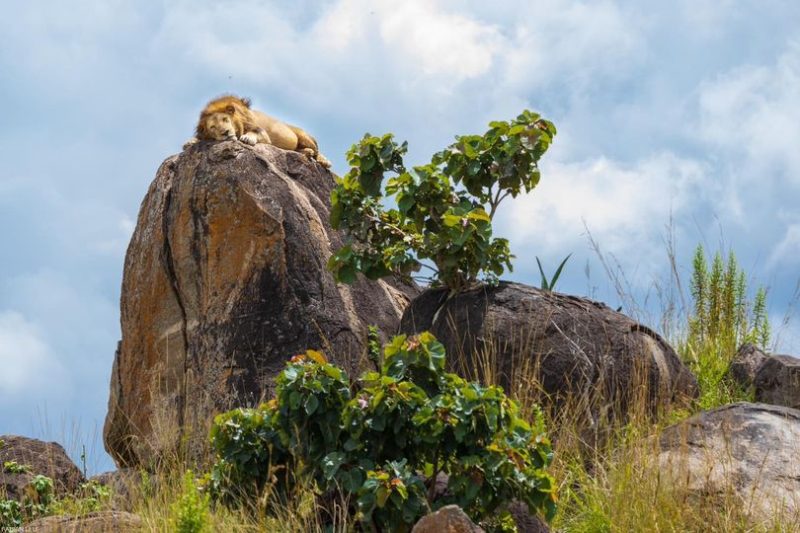 7-Day Safari Extravaganza: Kidepo Valley & Murchison Falls – A Journey Through Uganda’s Hidden Gems