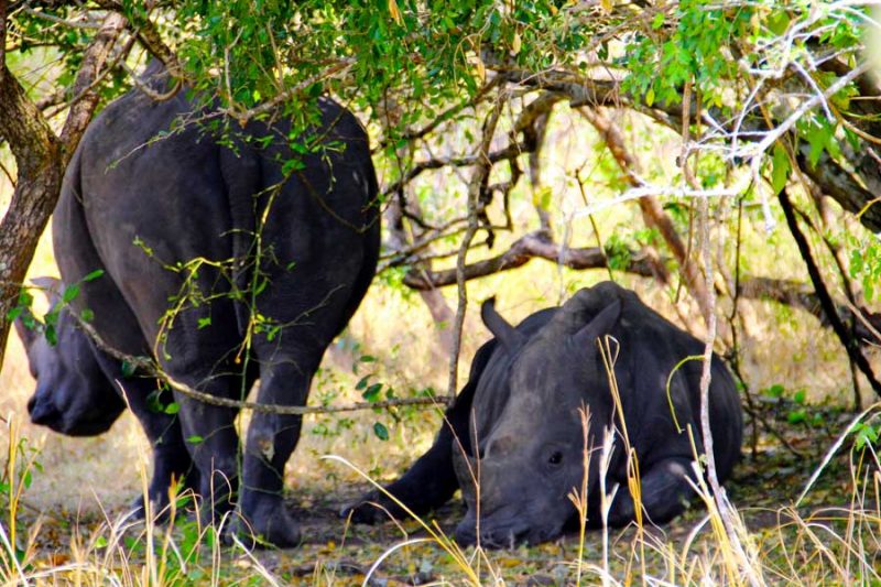 7-days-best-uganda-wildlife-safari