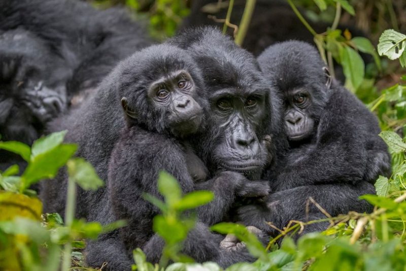 Majestic mountain gorillas in Bwindi Impenetrable Forest National Park, Uganda. Title: Encounter Gorillas in Bwindi