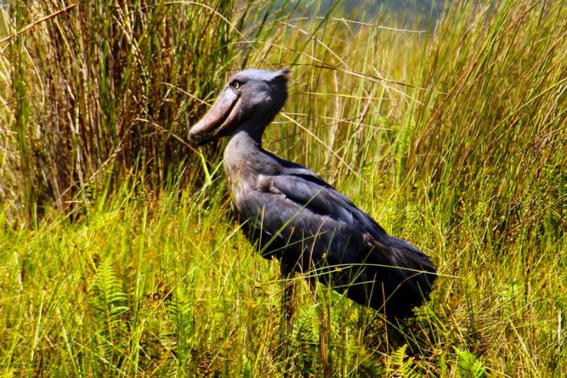 9-days-best-of-uganda-safari-shoebill-stork