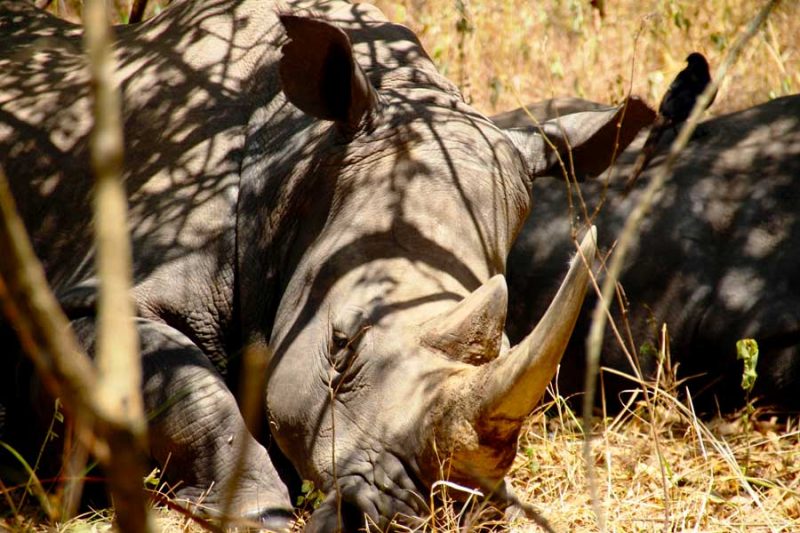 9-days-rhinos-gorilla-chimpanzee-tracking-safari