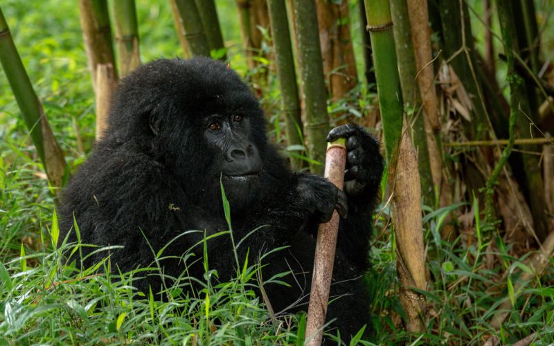 Trekking Trail in Mgahinga Gorilla Park