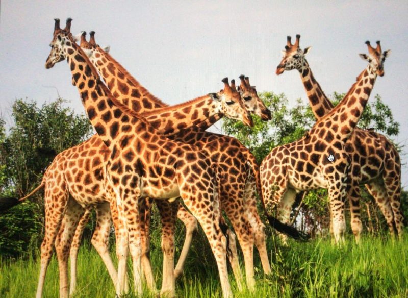 A tower of Rothschild giraffes was spotted on Day 3 game drive during a 3-Day Ultimate Luxury Fly-In Wildlife Safari – Murchison Falls Park