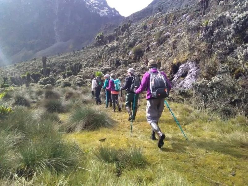 Trekkers on Rwenzori Mountain trail amidst lush greenery