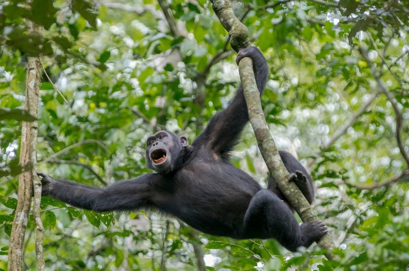 5-Day Uganda Adventure Chimpanzees Queen Elizabeth Park Wildlife