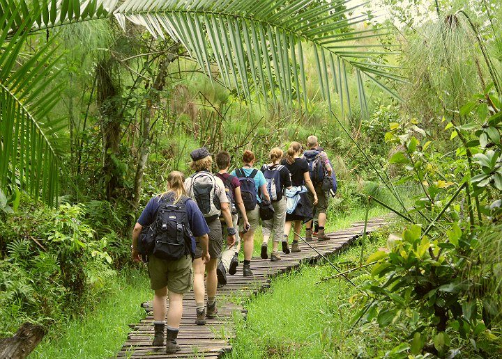 Tourists on elevated planks exploring the Bigodi Wetlands Sanctuary.