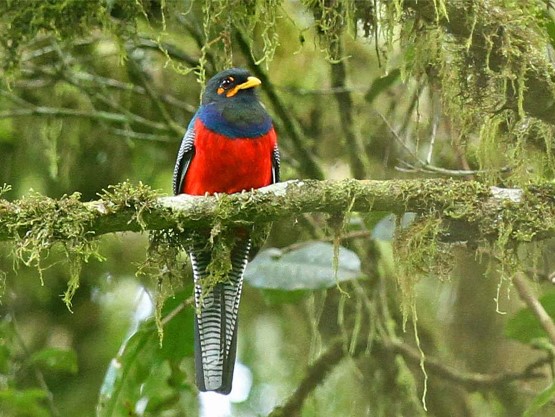 Colorful birds perching in the Bigodi Wetlands Sanctuary