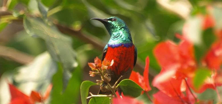 Birdwatching in Mgahinga, Rwenzori Turaco