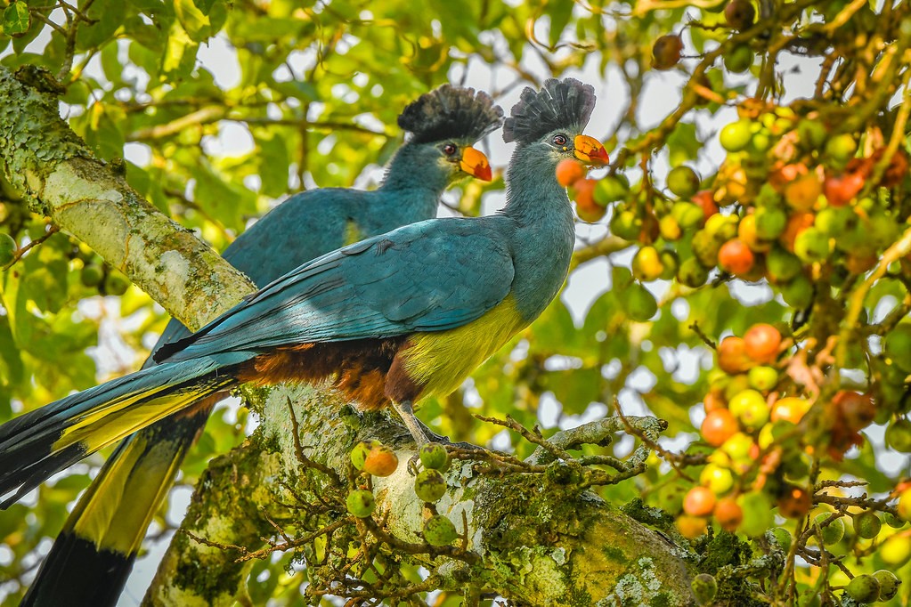 Elevated boardwalk trail through Bigodi Wetlands with diverse flora surrounding on a Uganda Gorilla and Chimpanzee Safaris