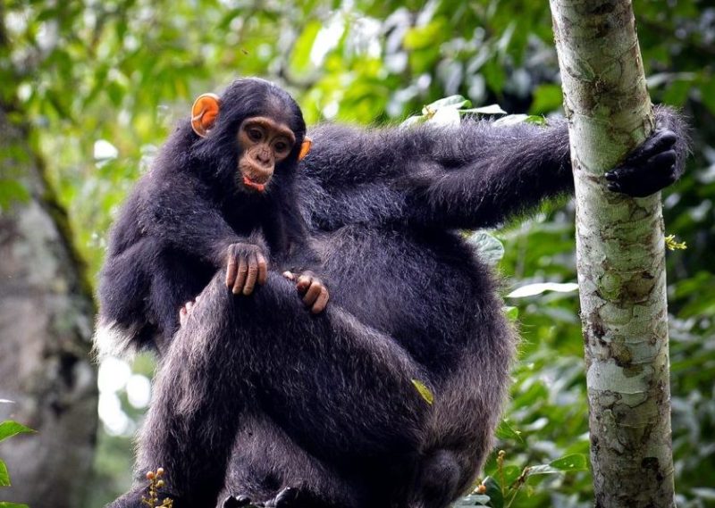 Chimpanzees swinging among trees in Kibale Forest, Uganda on a 2-day Chimpanzee Trekking Safari in Kibale Forest
