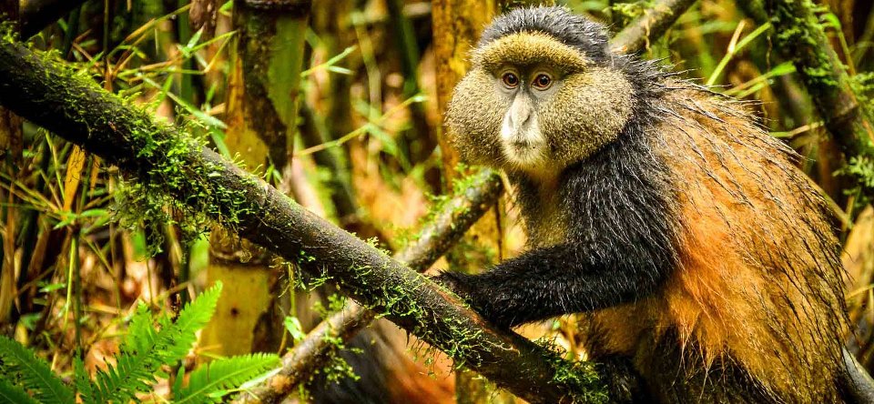 Golden Monkeys in Mgahinga