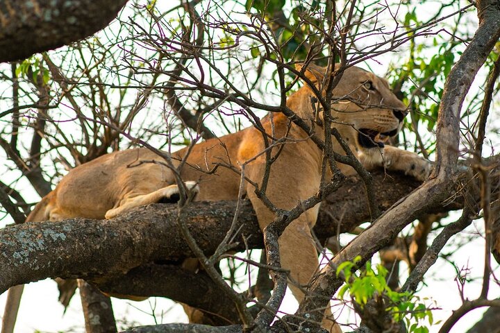 Lions lounging on tree branches in the Ishasha region on a Uganda mountain gorilla tour.