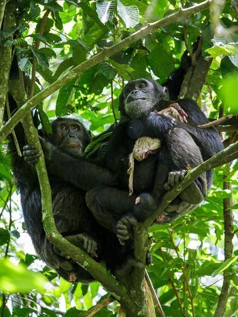 Chimpanzees swinging amidst lush trees in Kibale Forest.