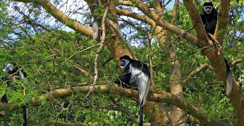 Canopy view of tall trees in Kibale Forest on a 3-day Kibale Forest Adventure
