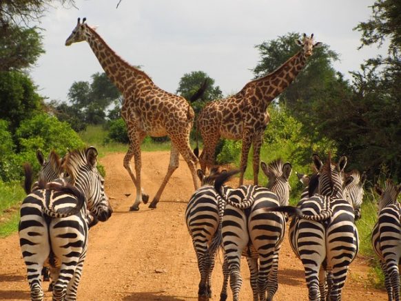 Wildlife in Lake Mburo National Park