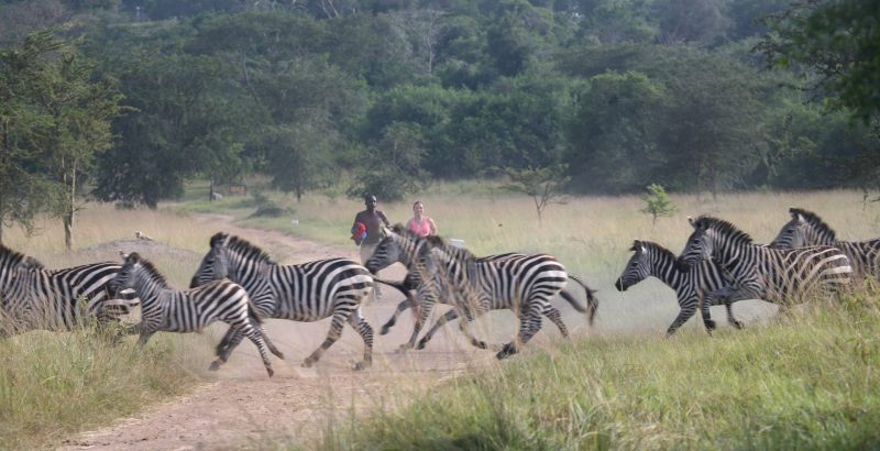 Zebras grazing in Lake Mburo National Park on a 2-day Lake Mburo Park Safari