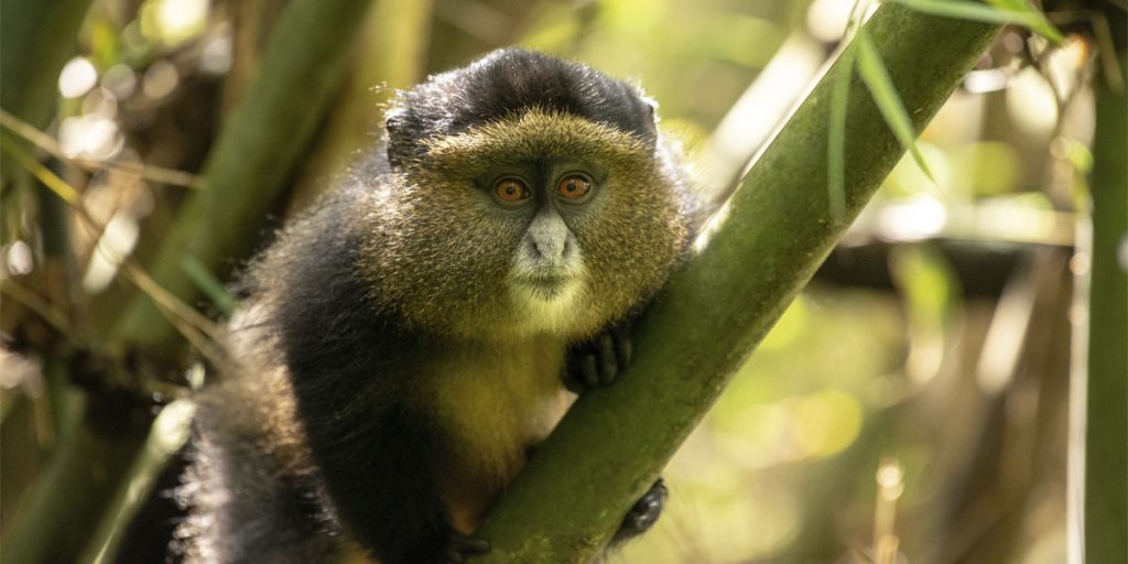 Golden Monkeys in Mgahinga Gorilla National Park