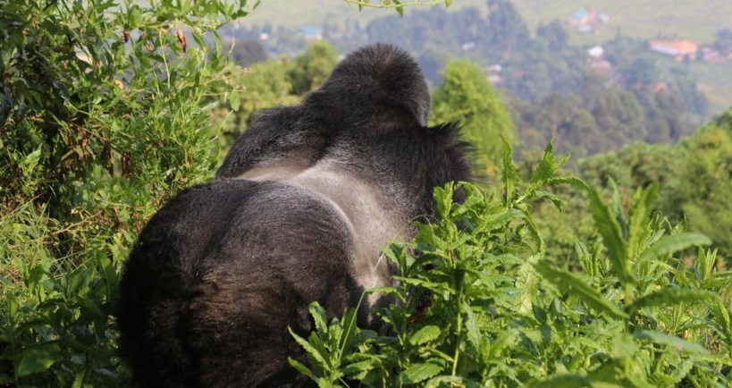 Gorilla trekking in Mgahinga Gorilla Park, Uganda