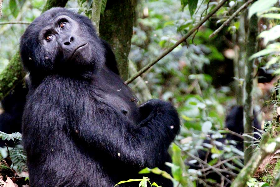 Gorilla Trekking Adventure in Uganda's Forests