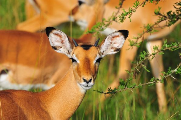 Game Drive in Murchison Falls National Park