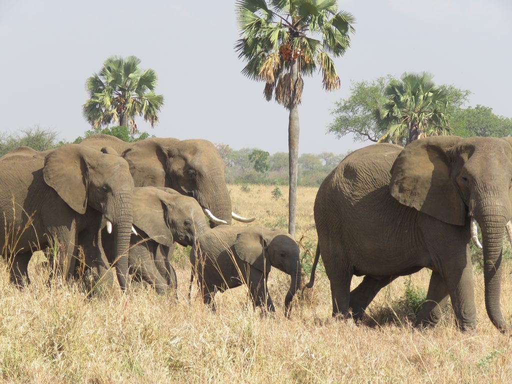 A scenic view of Kidepo Valley Park, showcasing its vast landscapes, wildlife, and the majestic Morungole Mountains.