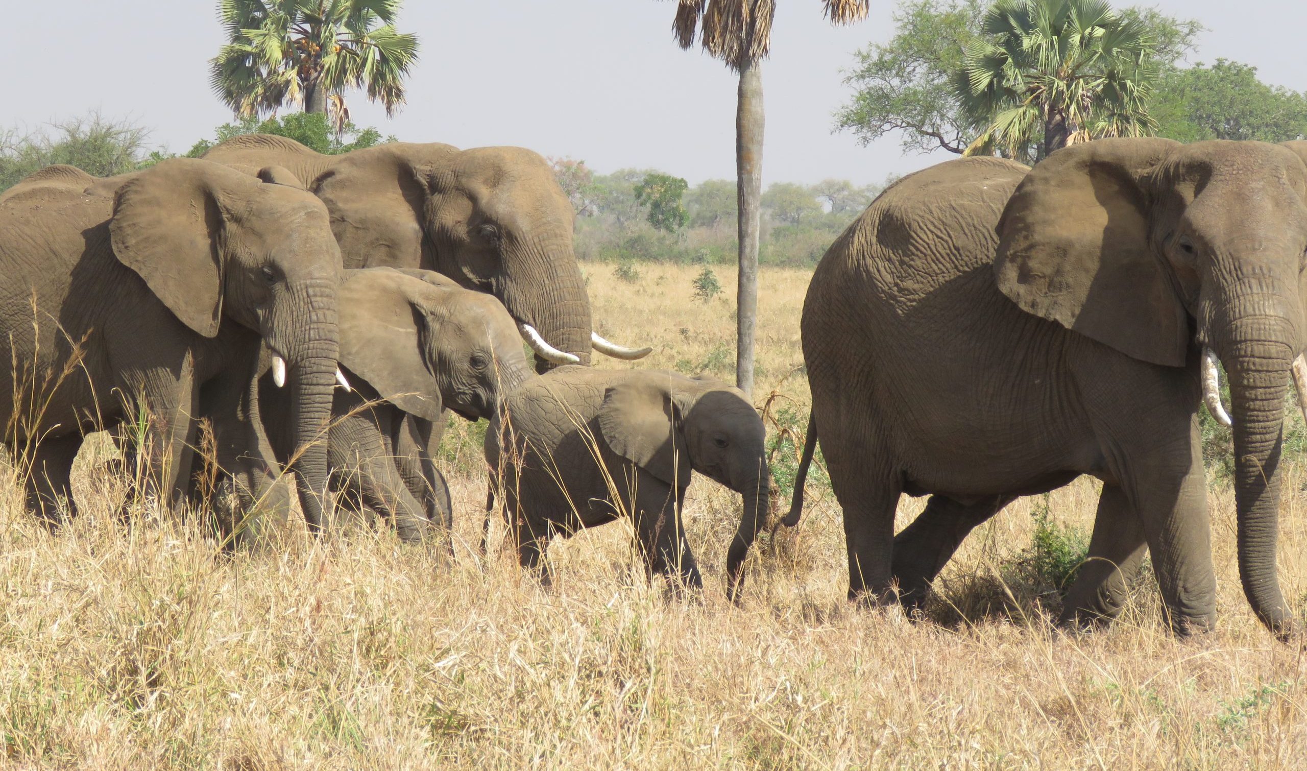 Taithí a dhéanamh ar Tales Barántúla na hAfraice i bPáirc Ghleann Kidepo -  Safaris Taithí Saoil, image size:2560x1510