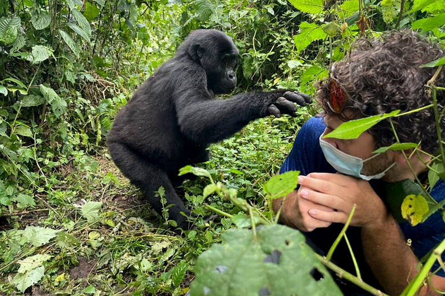 Tourists Gorilla Trekking in Bwindi ImpenetrableForest