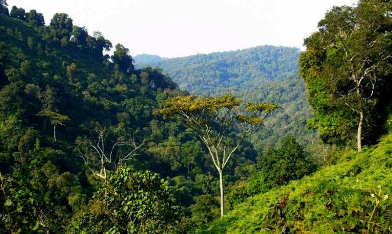 Breathtaking view of Bwindi Impenetrable Forest on Kigali-Bwindi Gorilla Safari