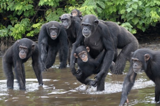 Close-up of a chimpanzee showing distinctive features in Uganda.