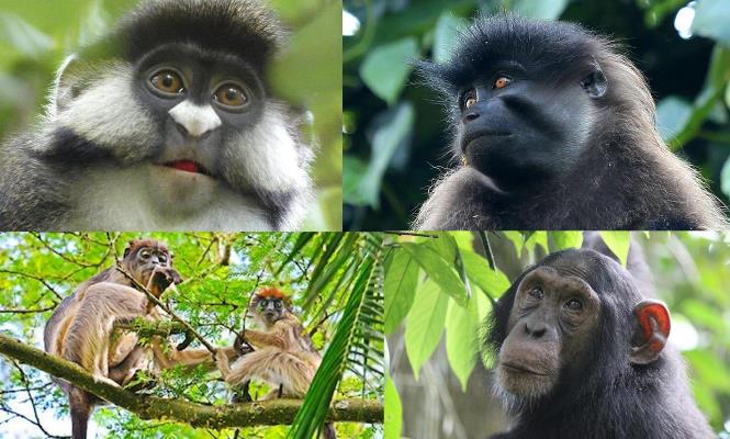 Chimpanzees and lush biodiversity in Kibale Forest National Park.