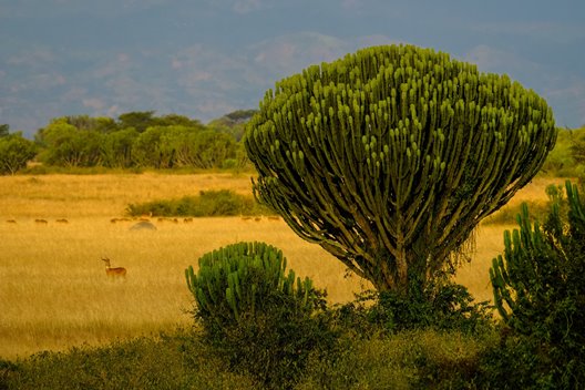 Scenic view of Queen Elizabeth National Park