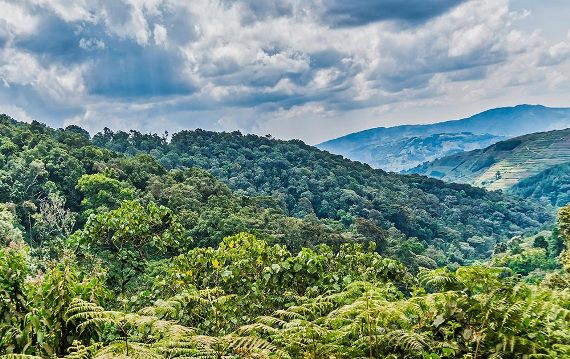 Scenic drive through Gorilla Highlands on the way to Rushaga, Bwindi Impenetrable Forest, Uganda.