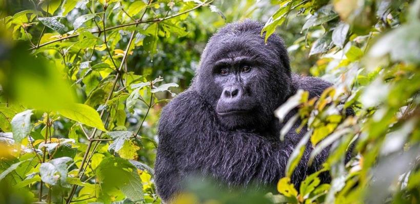 Hikers moving through the dense forest of Bwindi Impenetrable National Park in search of mountain gorillas.