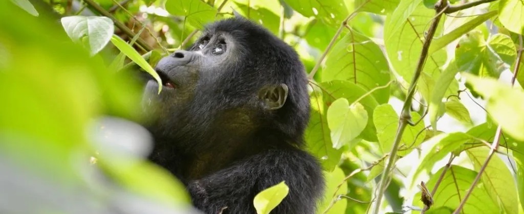 Gorilla sighting during an exclusive wildlife safari in Uganda's lush forests.